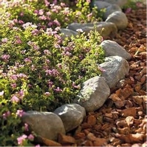 Desert Landscaping